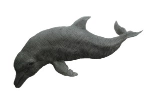 Bottlenose Dolphin by Kendra Haste