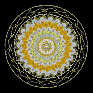 FleurAlston_17SpeciesofLichen_sm_320